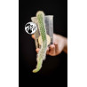 Cleistocactus Colademononis (Monkey's Tail)