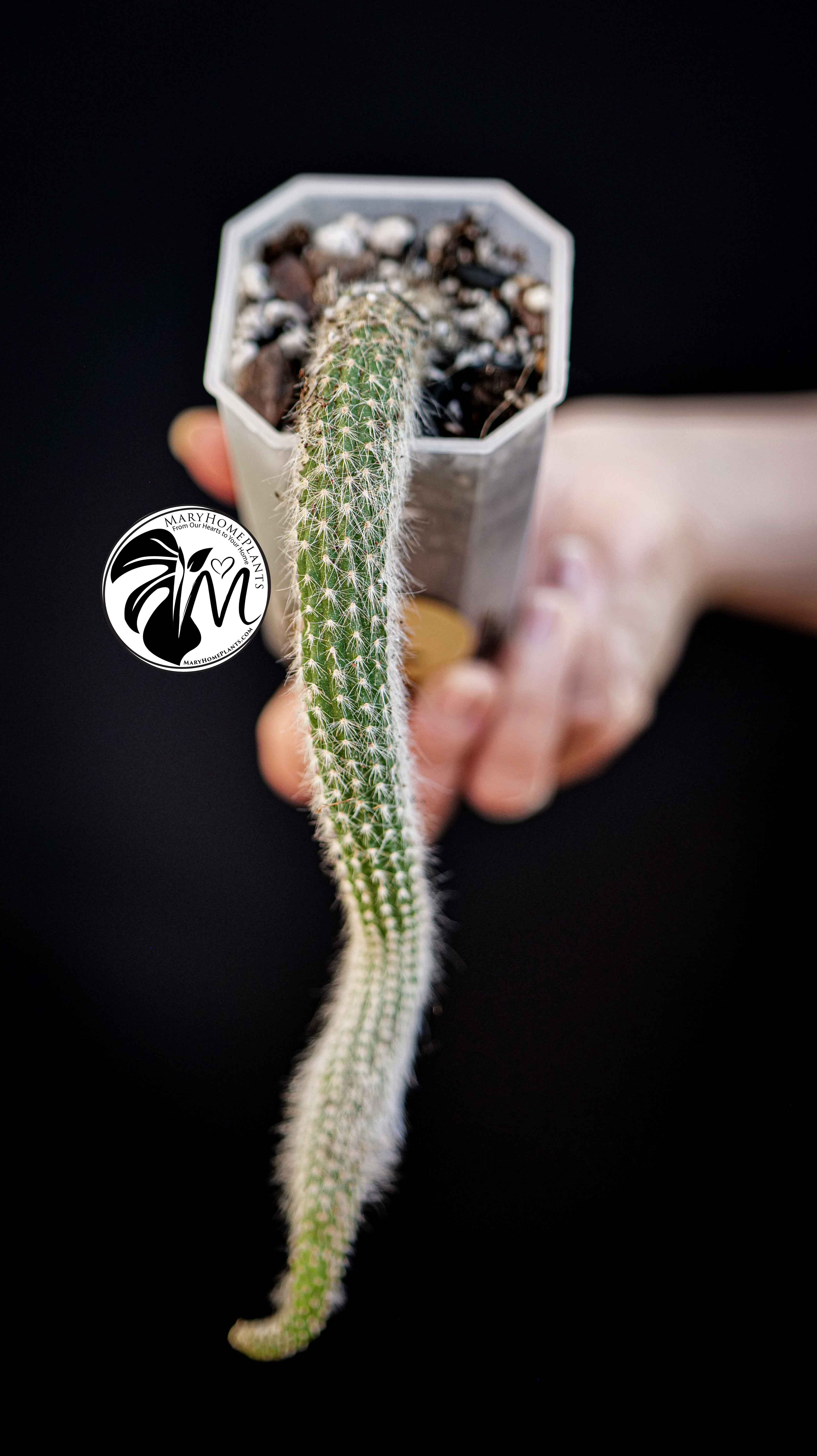 Cleistocactus Colademononis (Monkey's Tail)