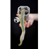 Cleistocactus Colademononis (Monkey's Tail)