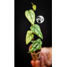 Philodendron Piper Sylvaticum