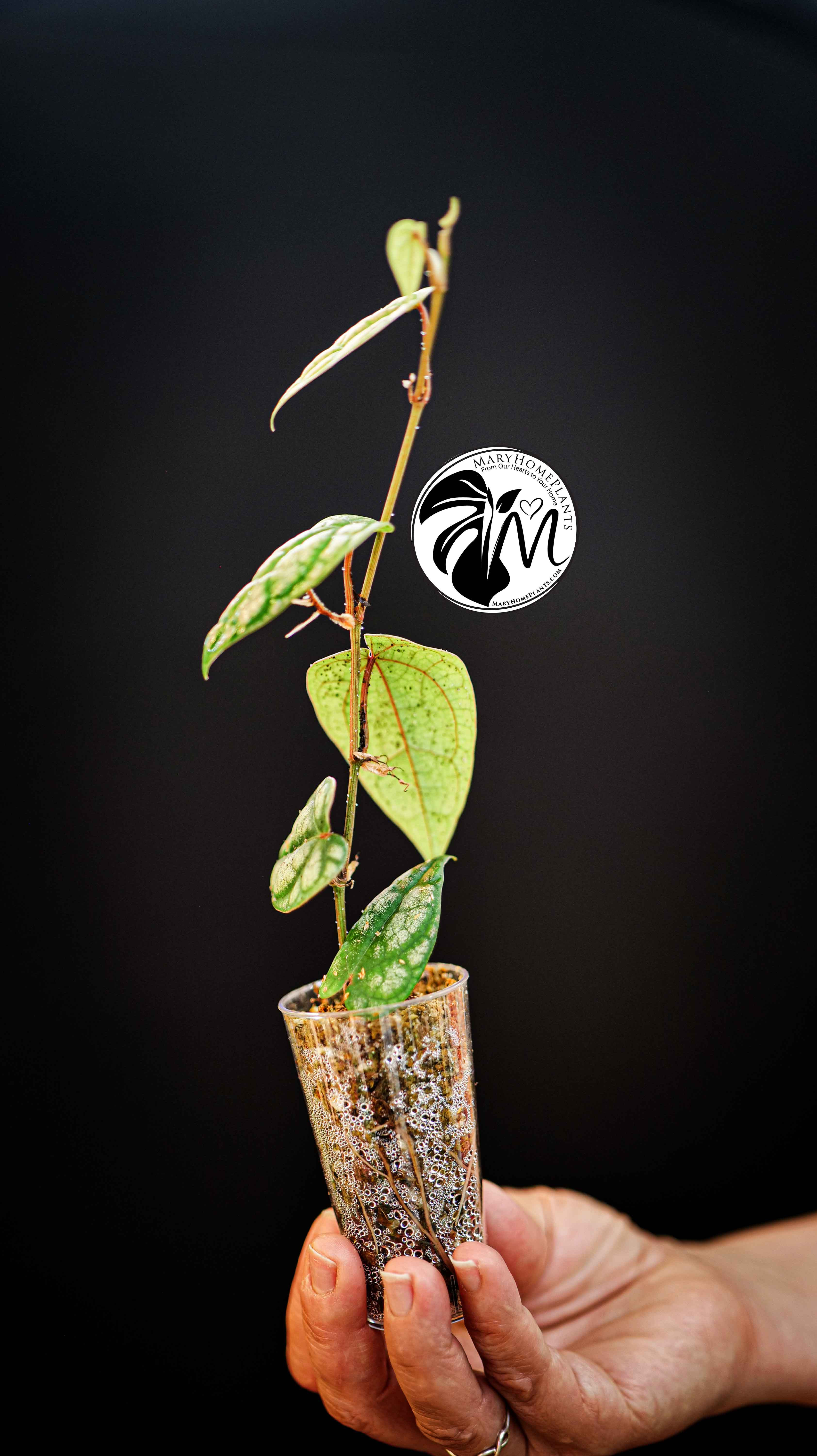 Philodendron Piper Sylvaticum