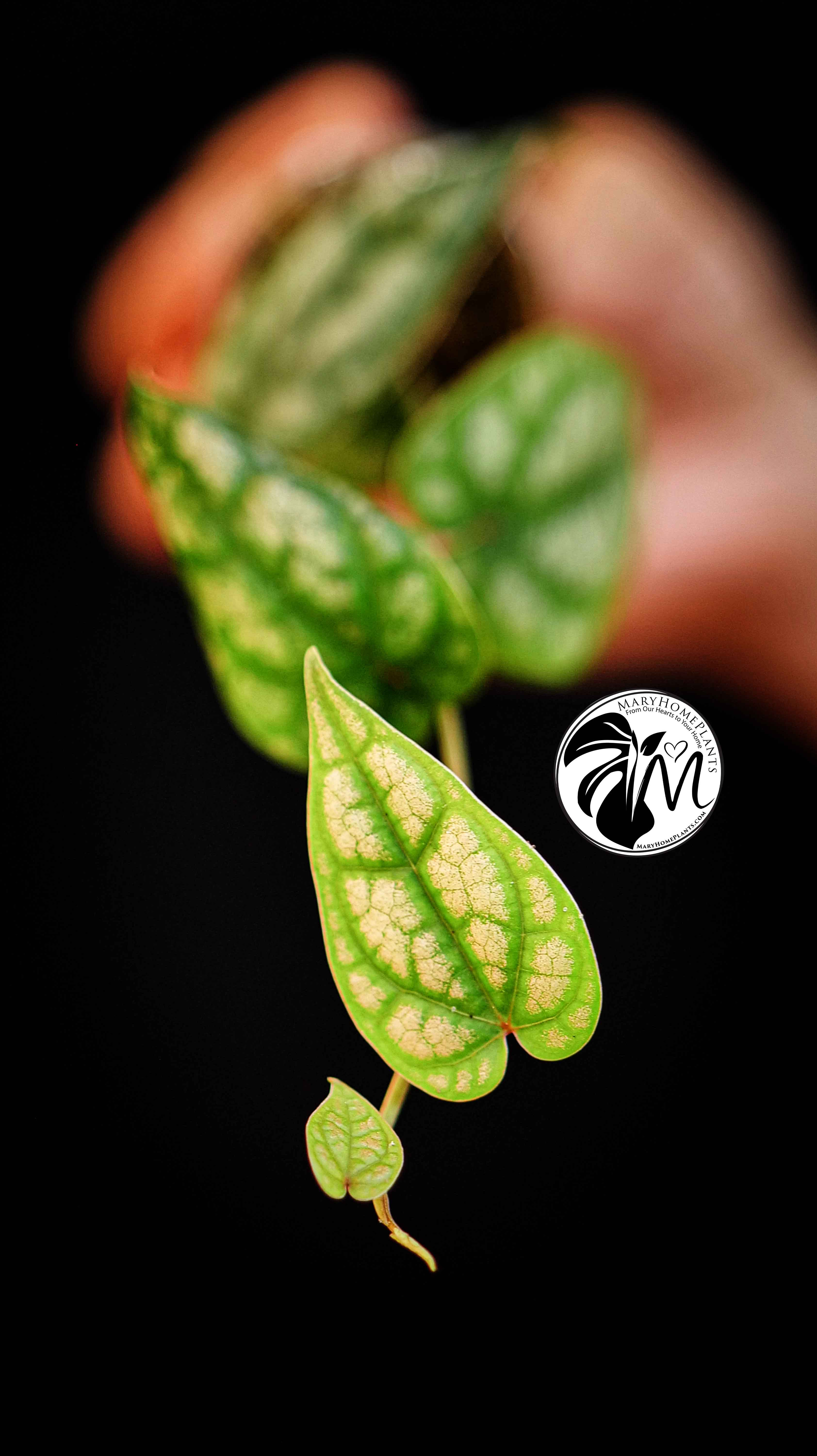 Philodendron Piper Sylvaticum