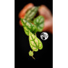 Philodendron Piper Sylvaticum
