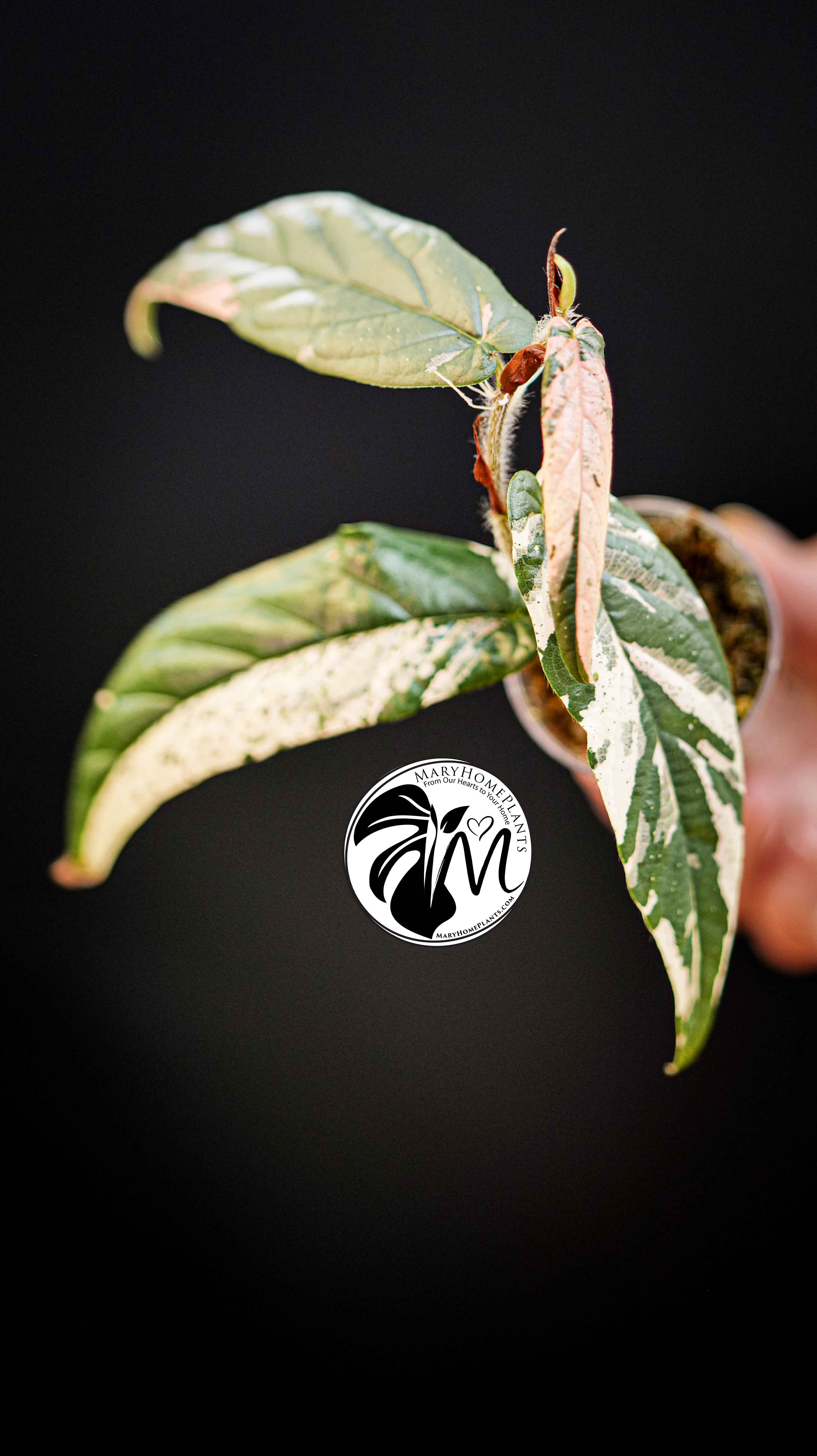 Ficus Sagittata Variegated