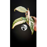 Ficus Sagittata Variegated