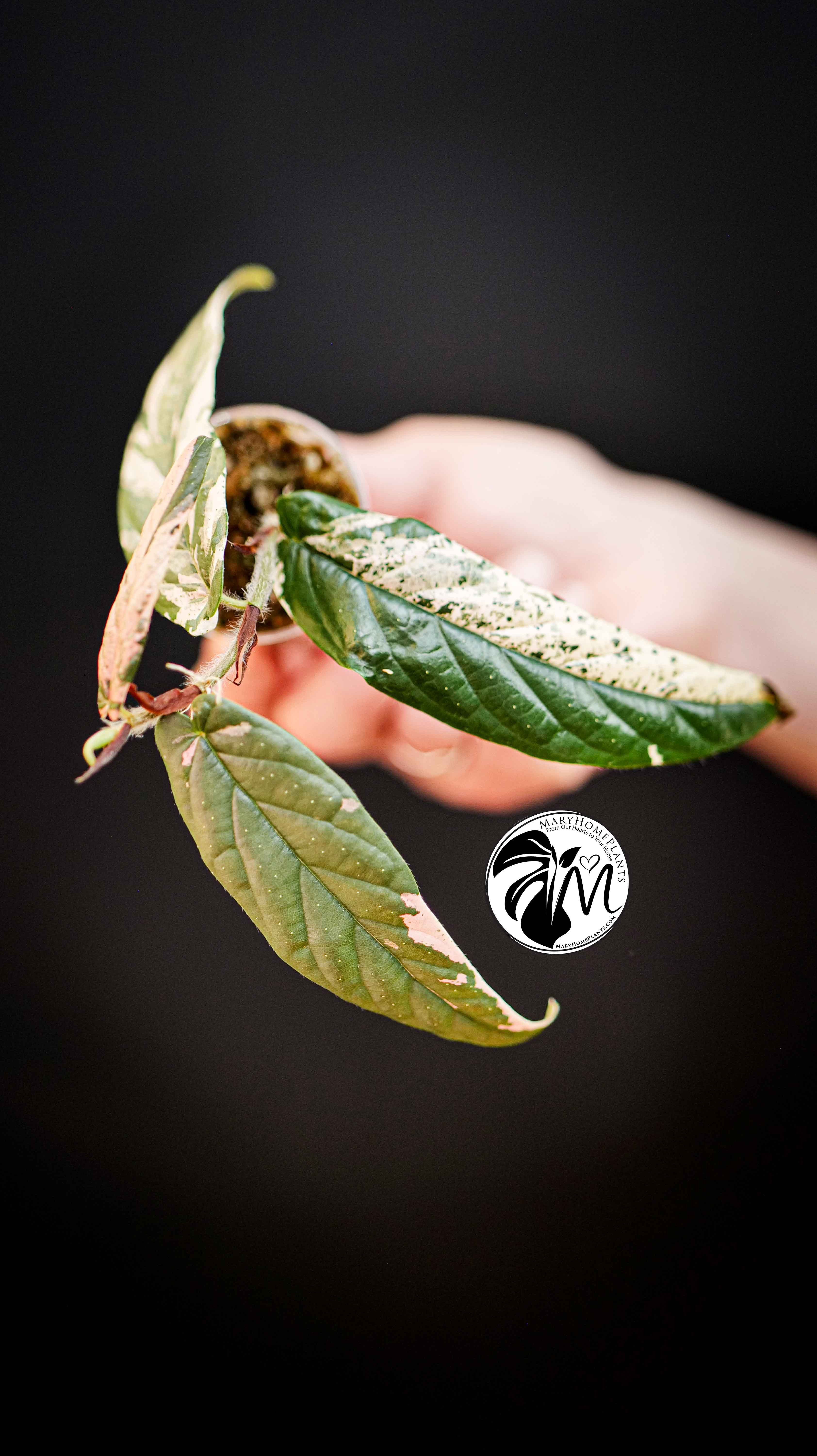 Ficus Sagittata Variegated
