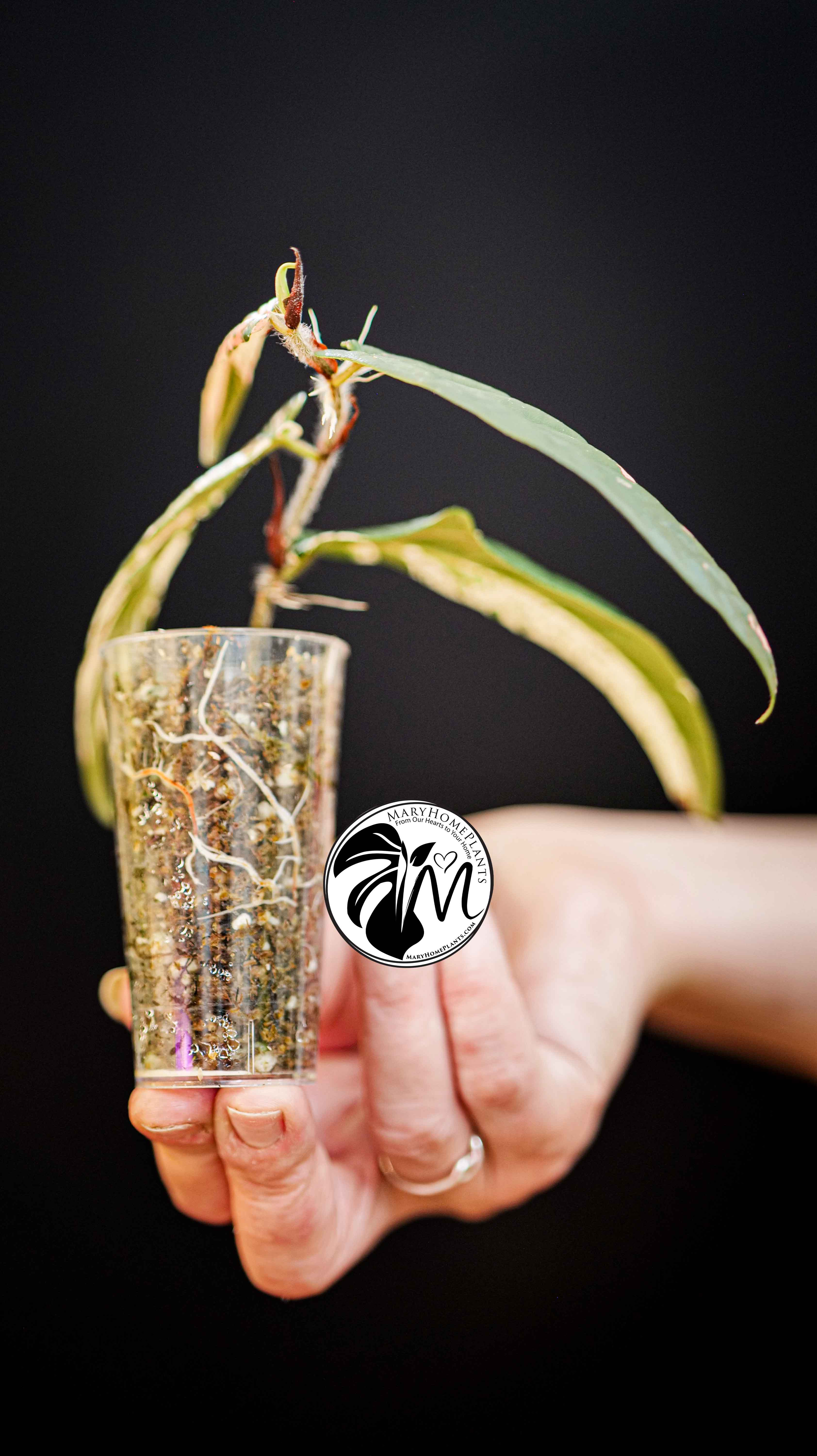Ficus Sagittata Variegated