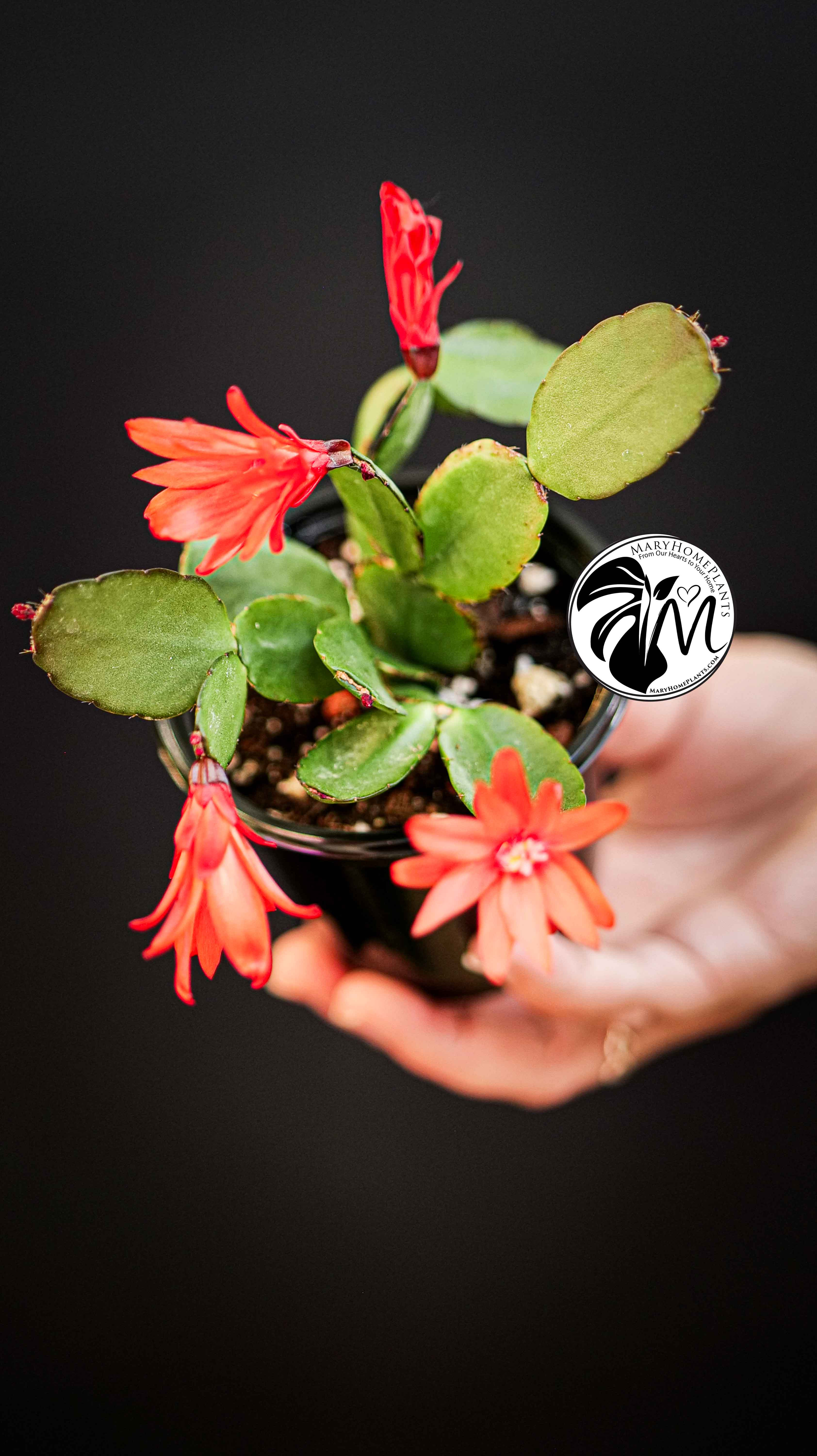 Schlumbergera Christmas Cactus Red Flowers