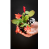 Schlumbergera Christmas Cactus Red Flowers