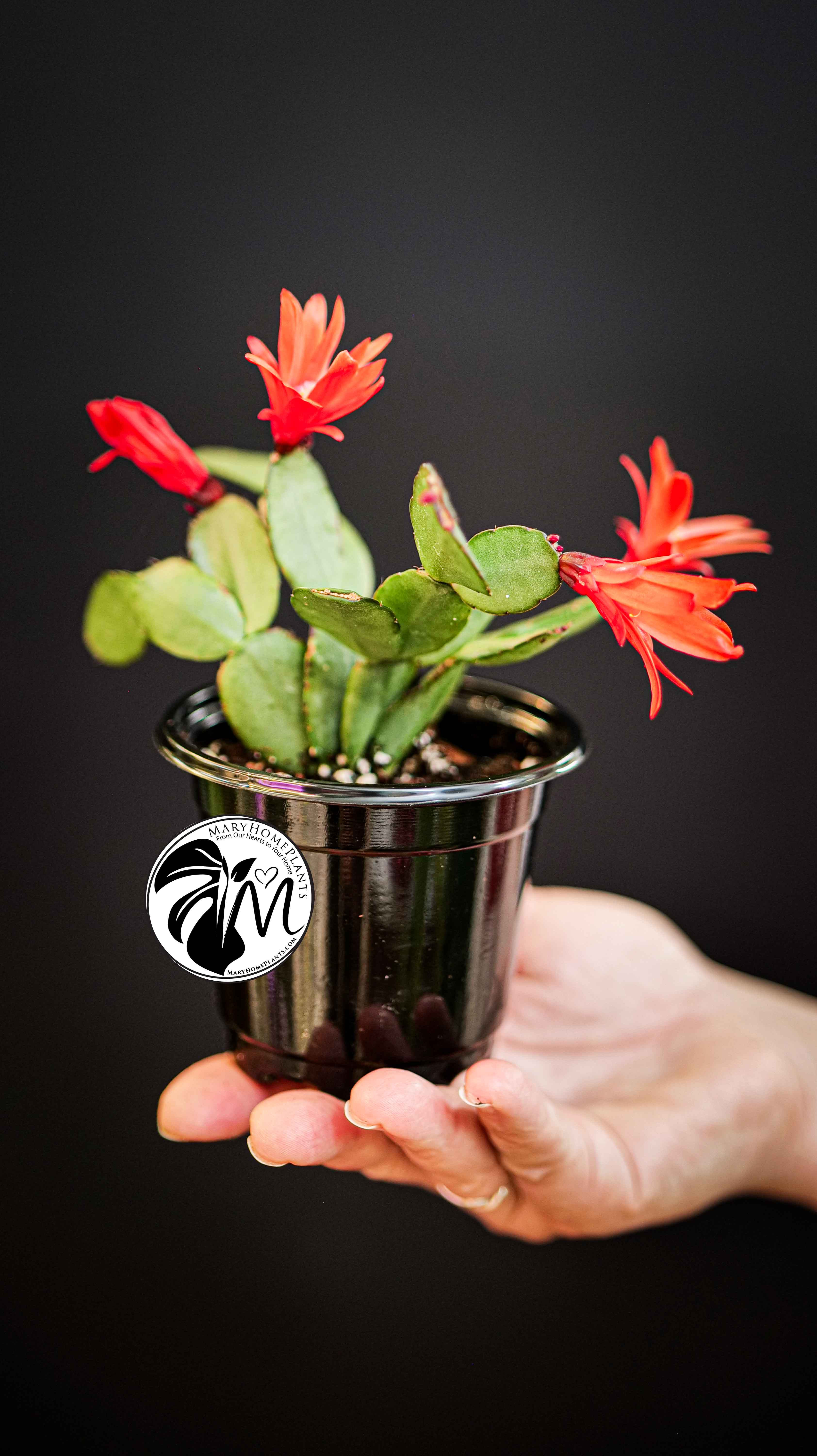 Schlumbergera Christmas Cactus Red Flowers