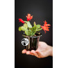 Schlumbergera Christmas Cactus Red Flowers