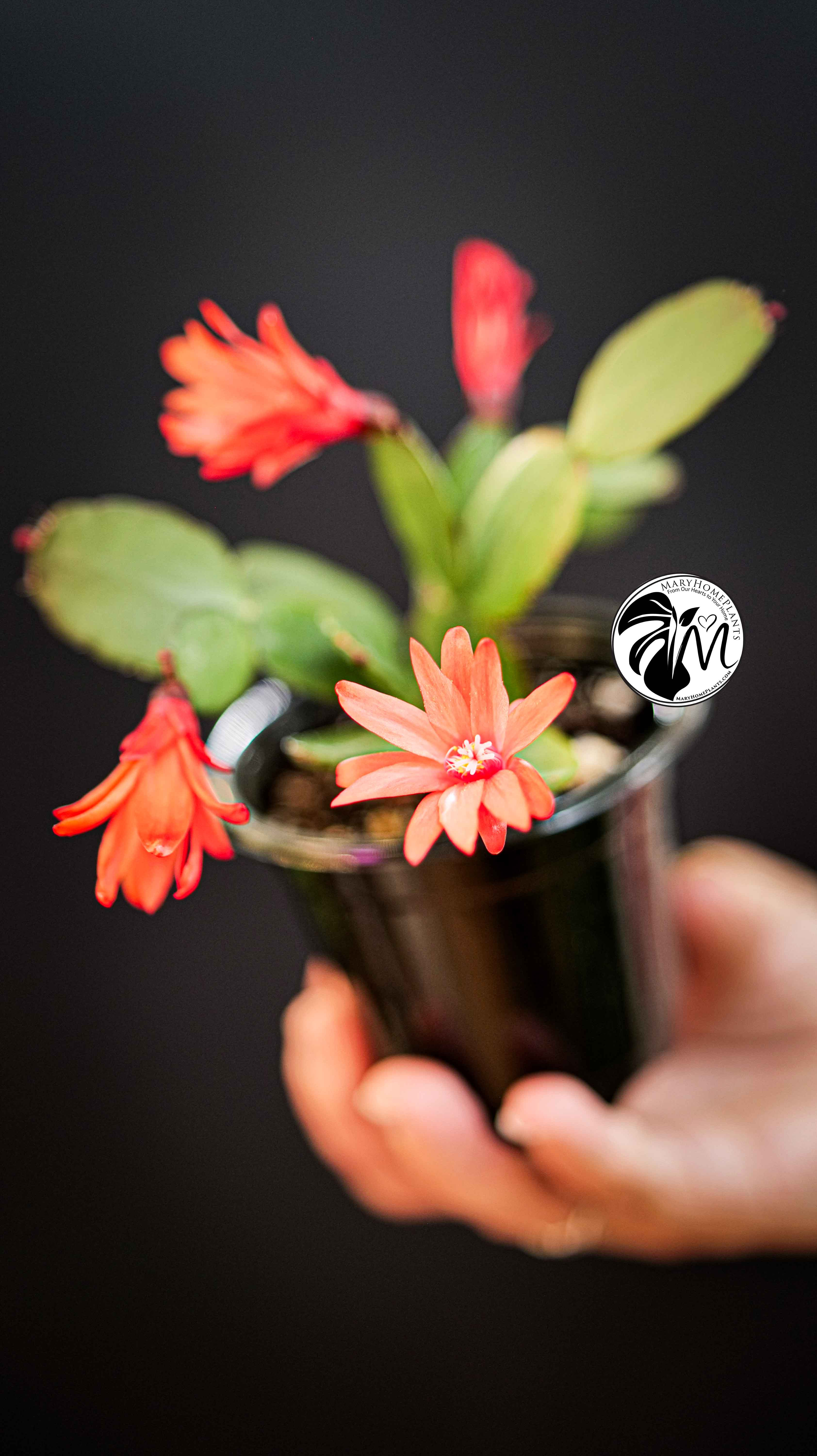 Schlumbergera Christmas Cactus Red Flowers