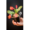 Schlumbergera Christmas Cactus Red Flowers