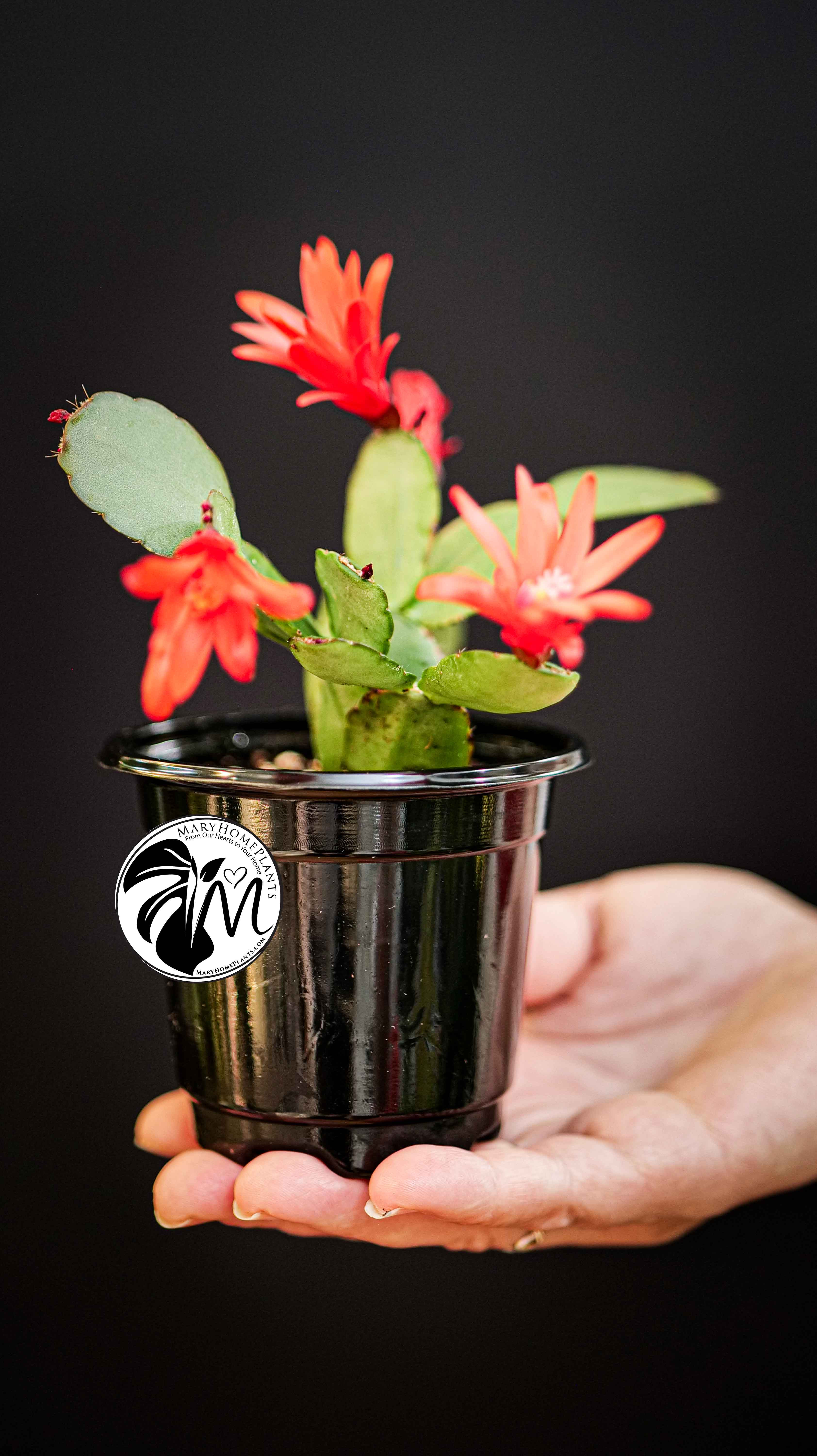 Schlumbergera Christmas Cactus Red Flowers