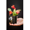 Schlumbergera Christmas Cactus Red Flowers
