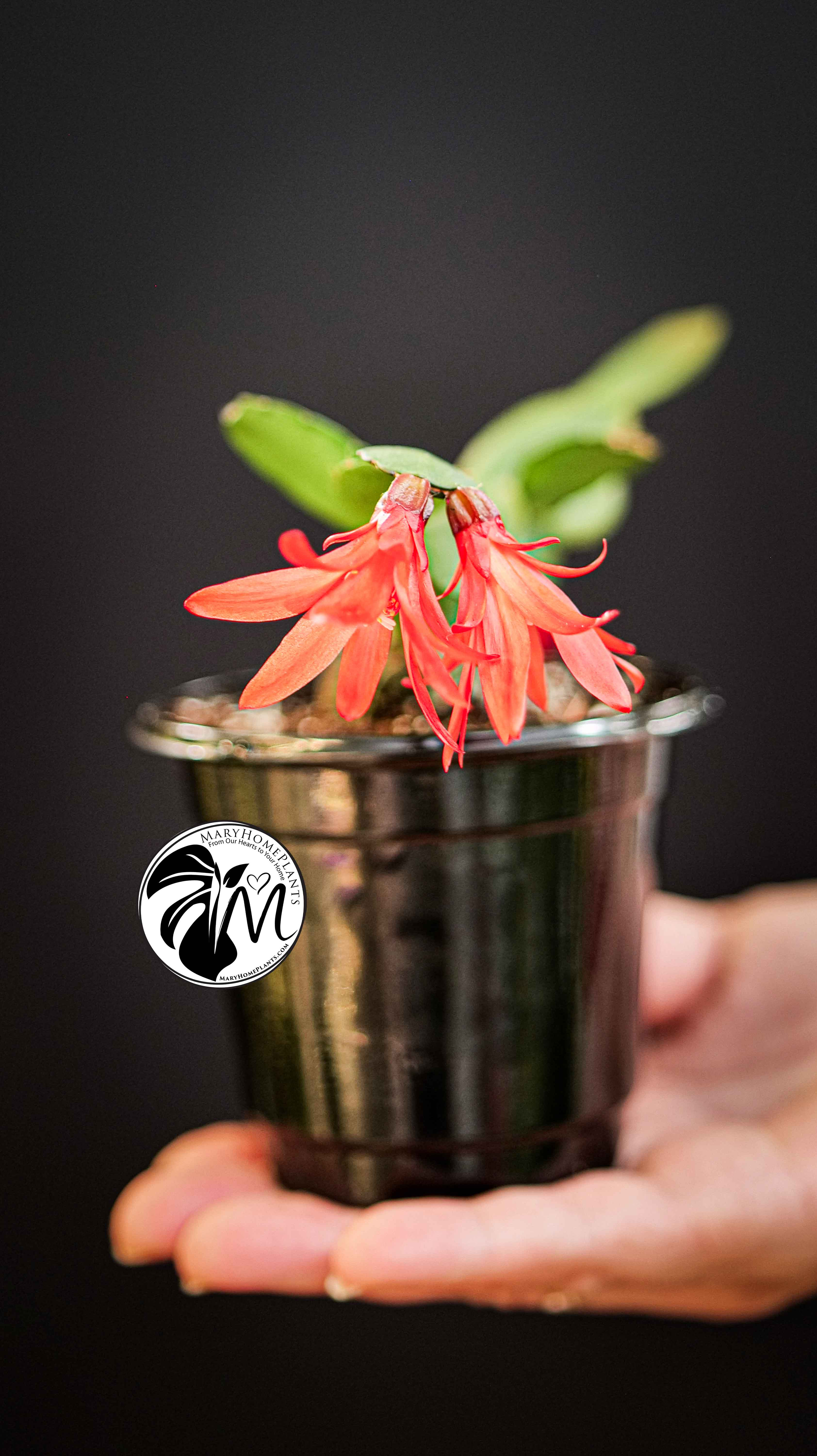 Schlumbergera Christmas Cactus Red Flowers