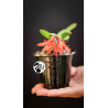 Schlumbergera Christmas Cactus Red Flowers