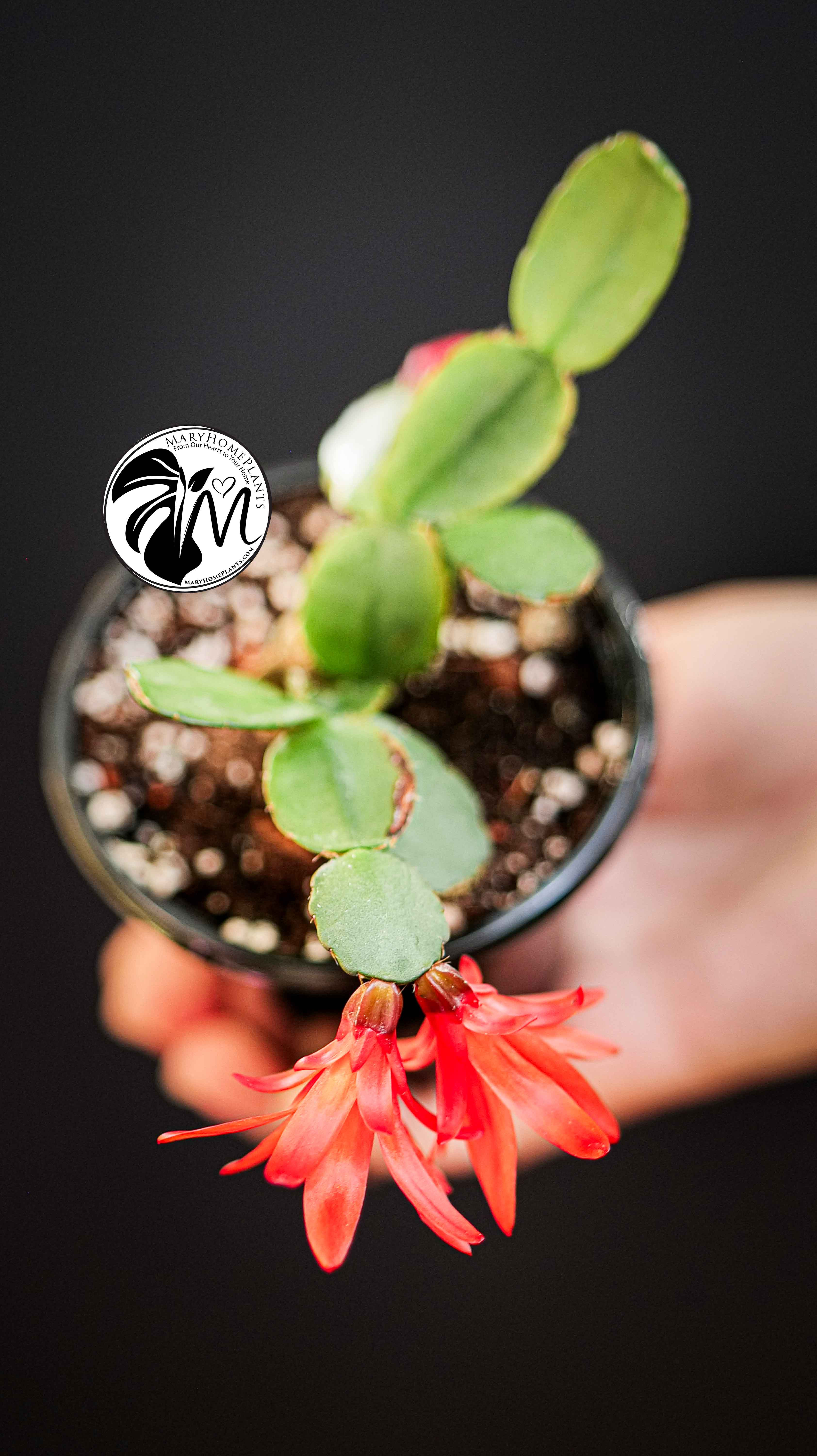 Schlumbergera Christmas Cactus Red Flowers
