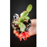 Schlumbergera Christmas Cactus Red Flowers