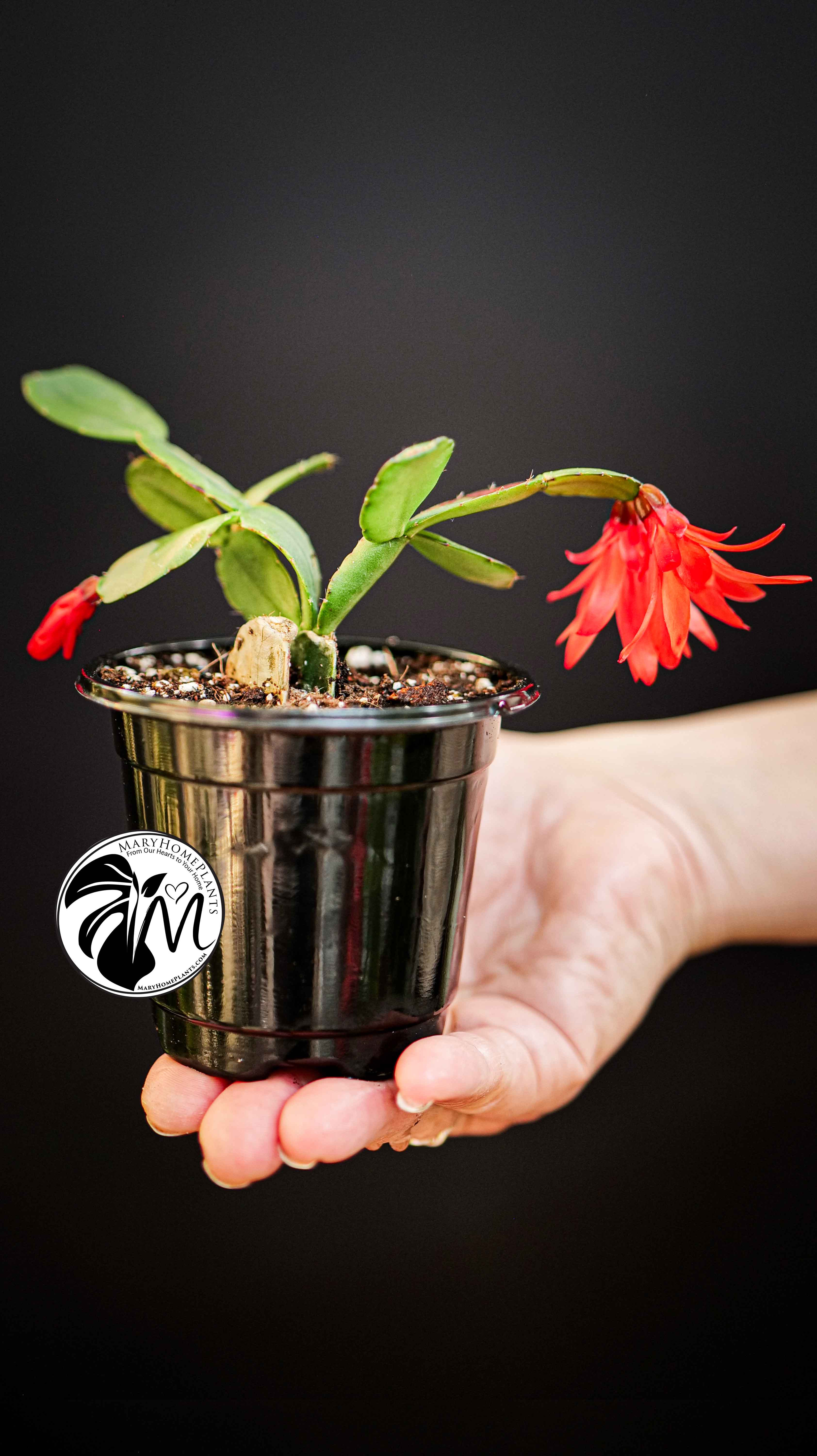 Schlumbergera Christmas Cactus Red Flowers