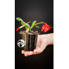 Schlumbergera Christmas Cactus Red Flowers