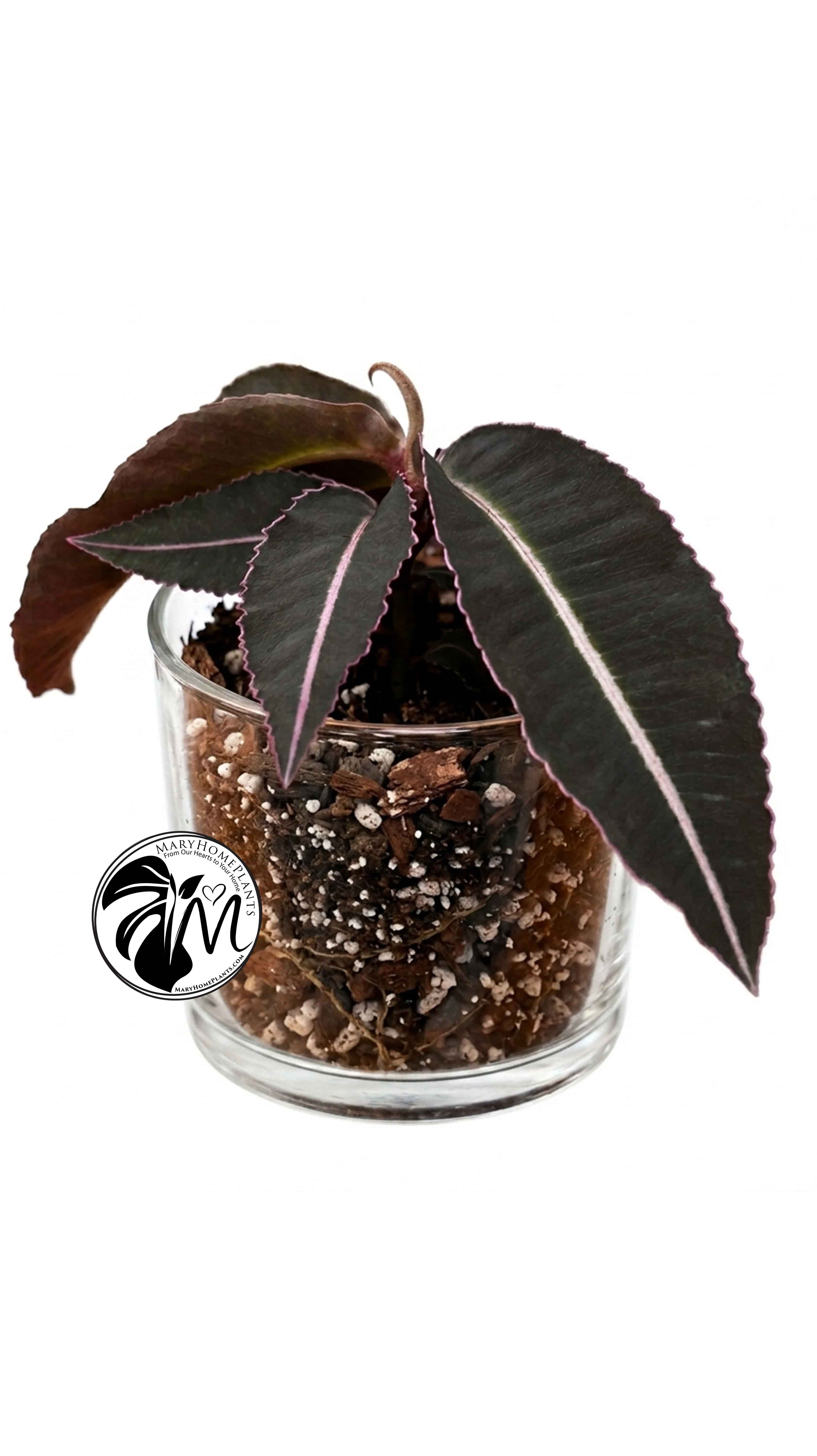 Labisia Pumila