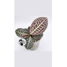 Labisia Turtle Back