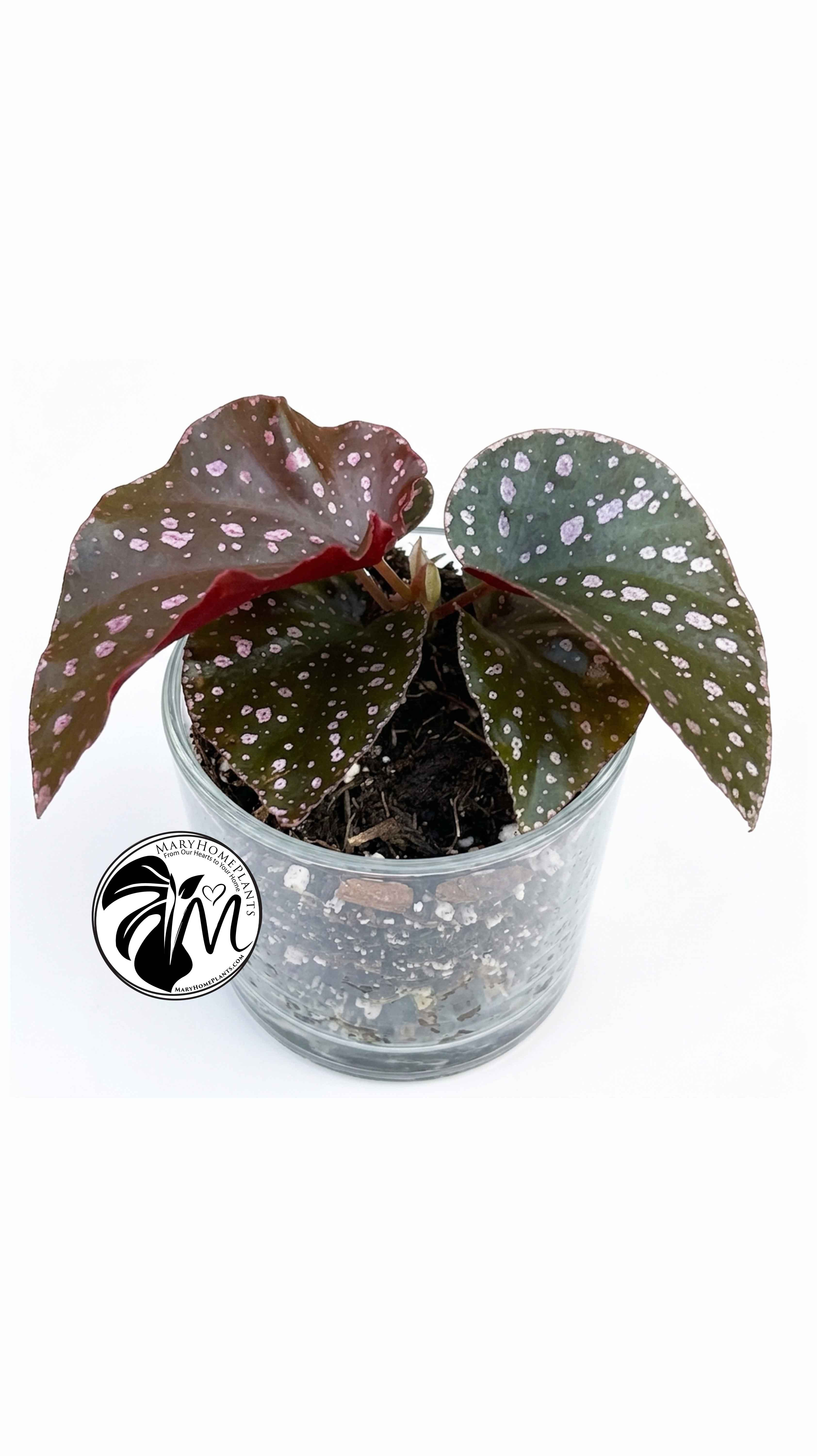 Begonia Palmata D Don