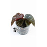 Begonia Palmata D Don