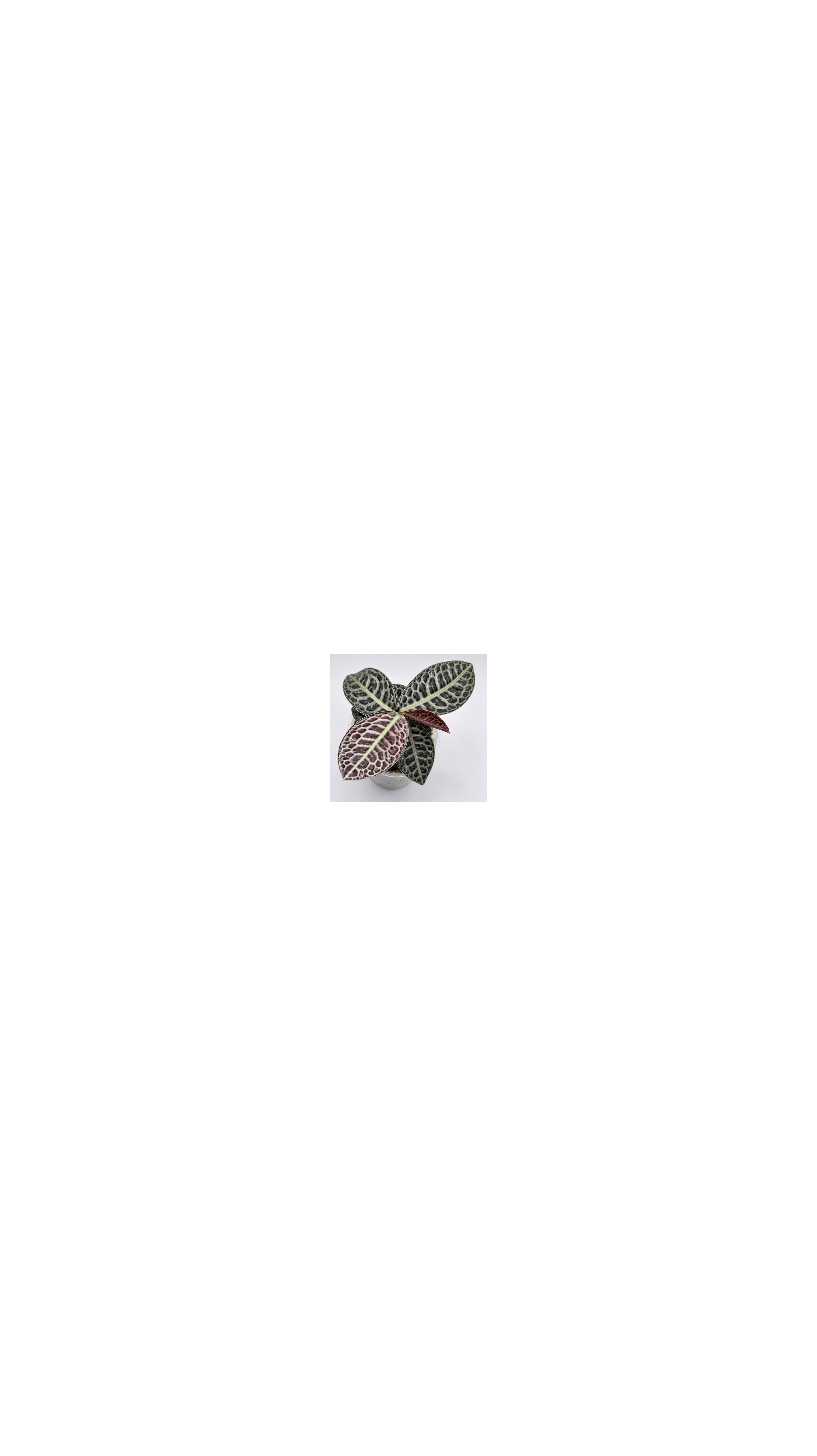 Labisia Turtle Back