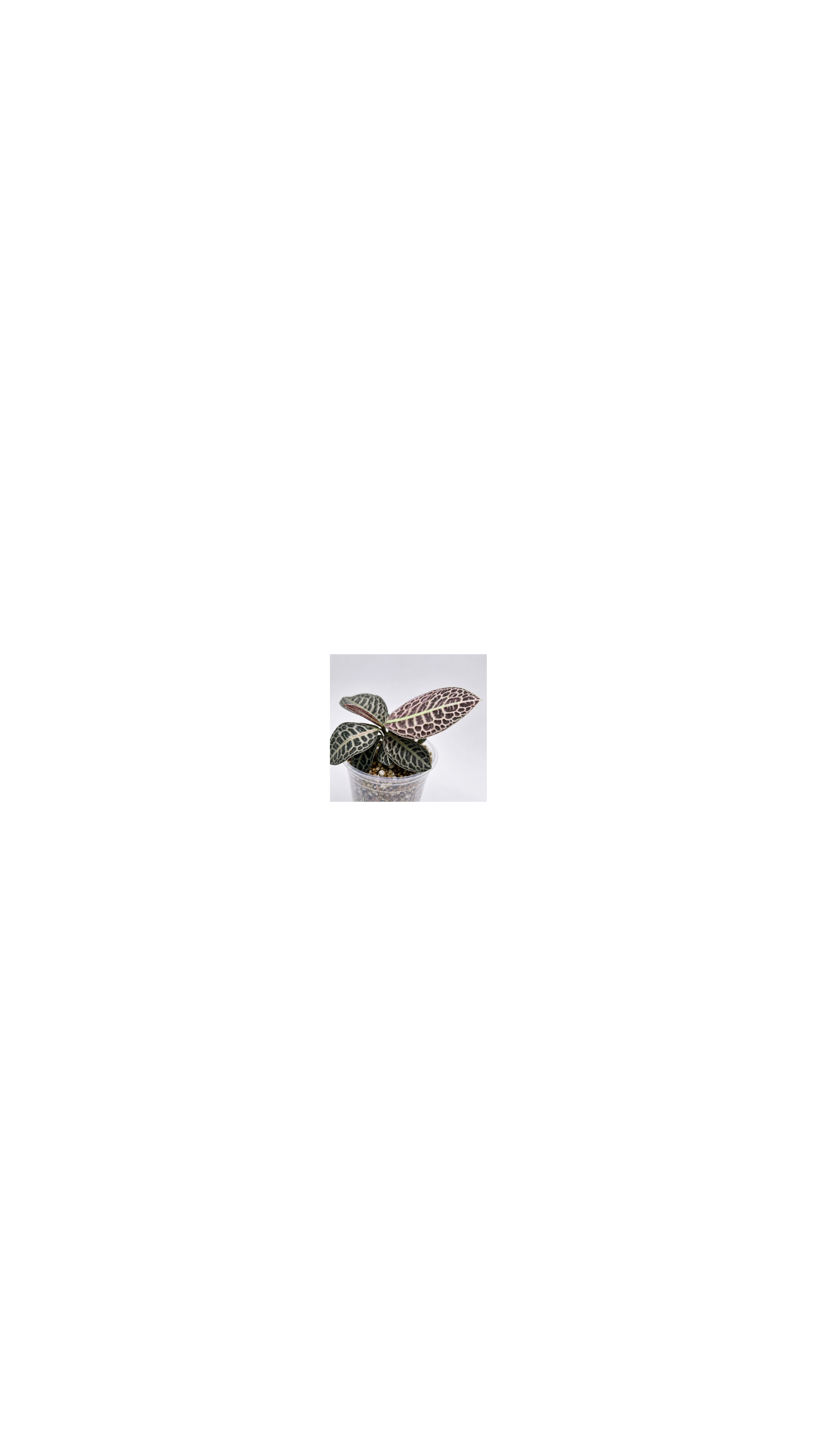 Labisia Turtle Back