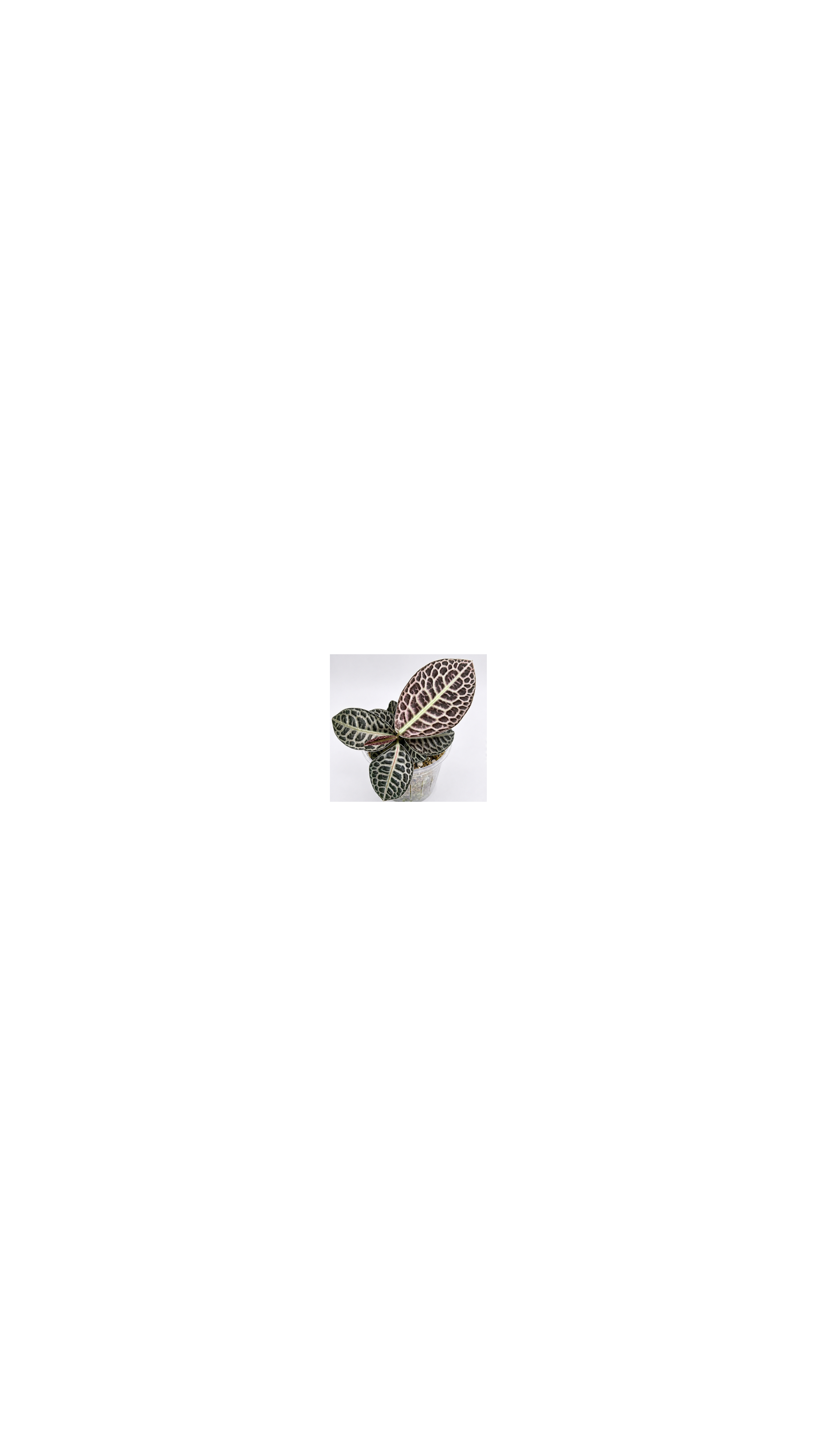 Labisia Turtle Back