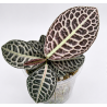 Labisia Turtle Back