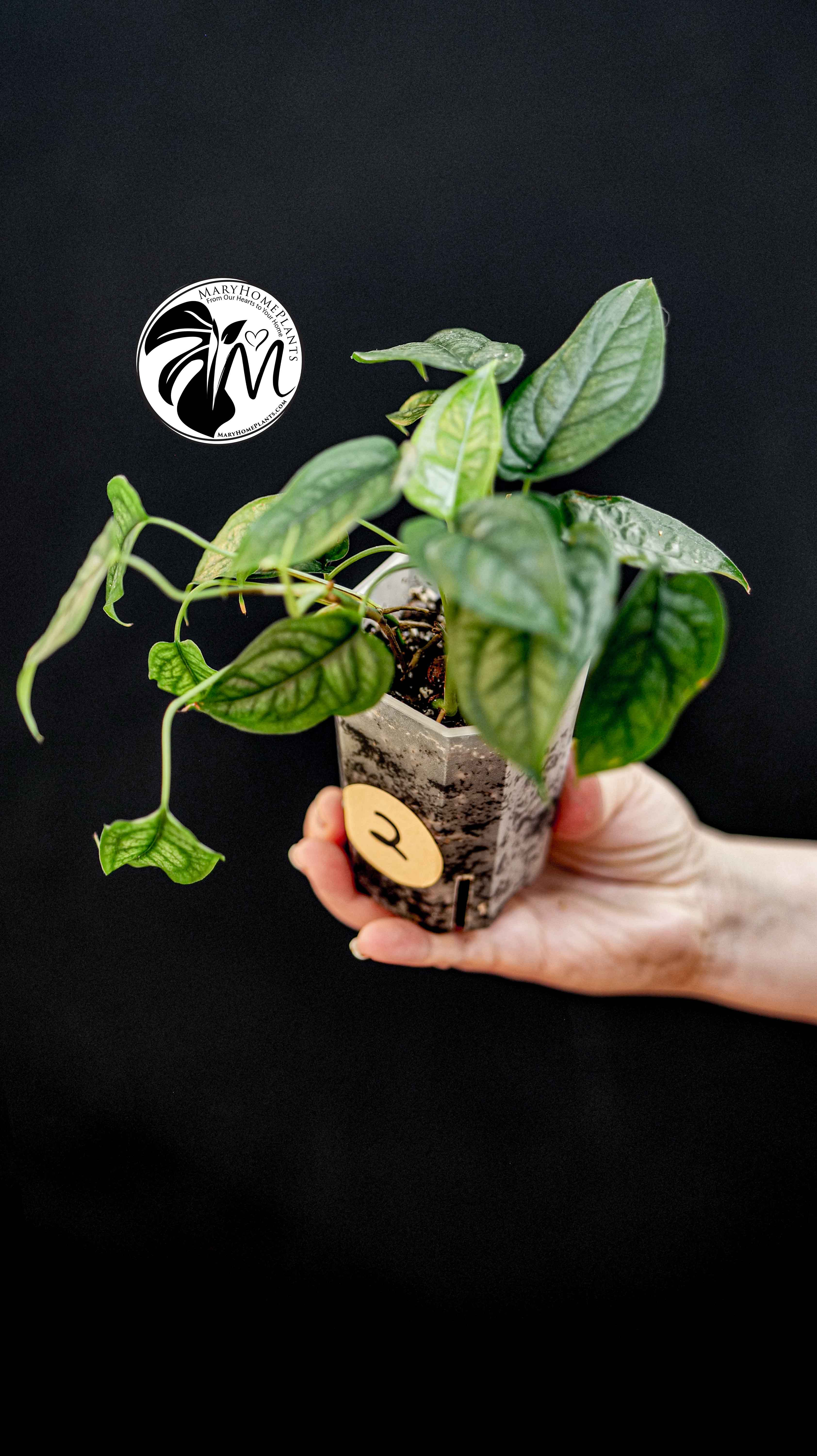 Monstera Siltepecana