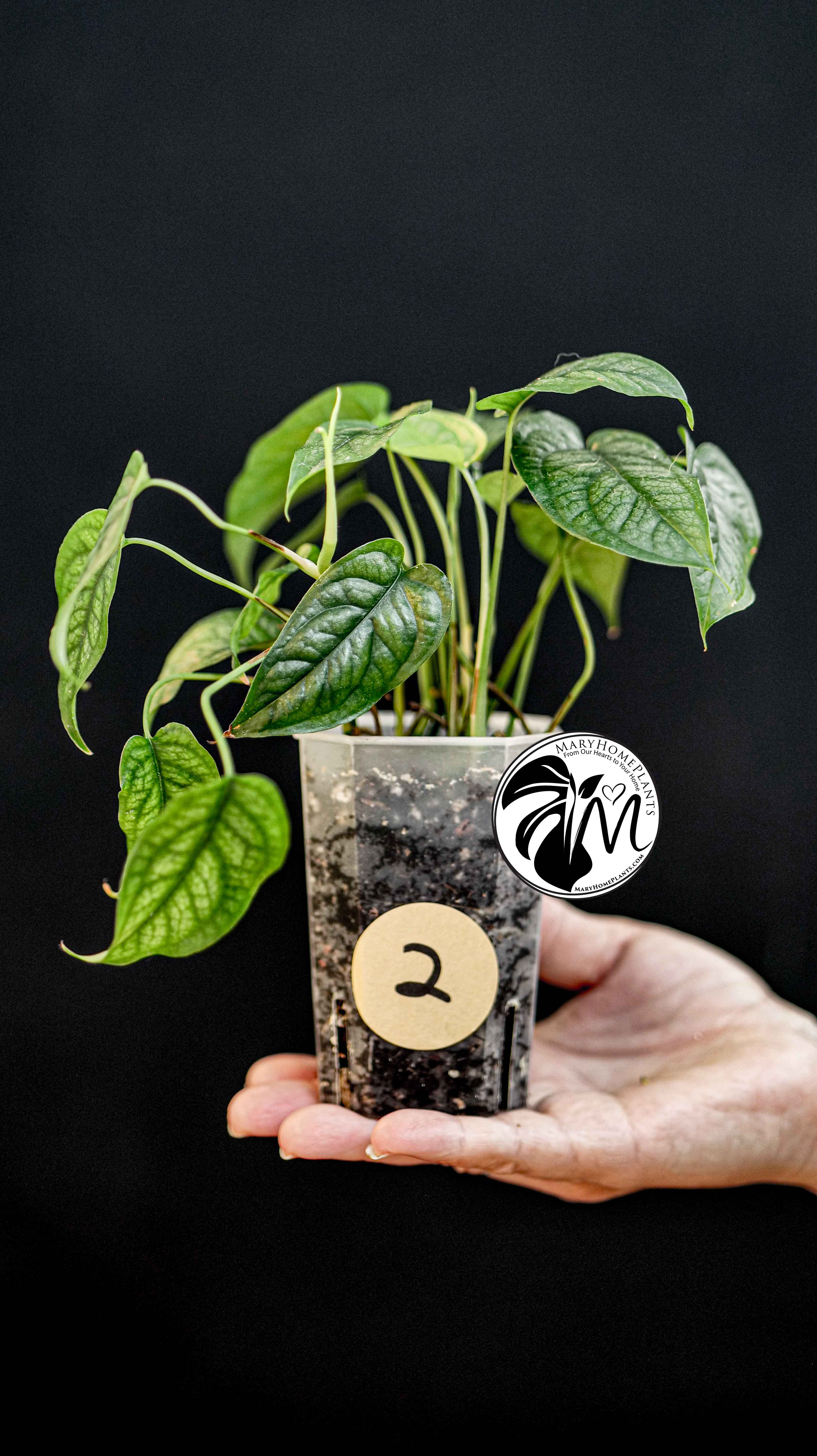 Monstera Siltepecana