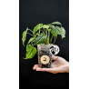 Monstera Siltepecana