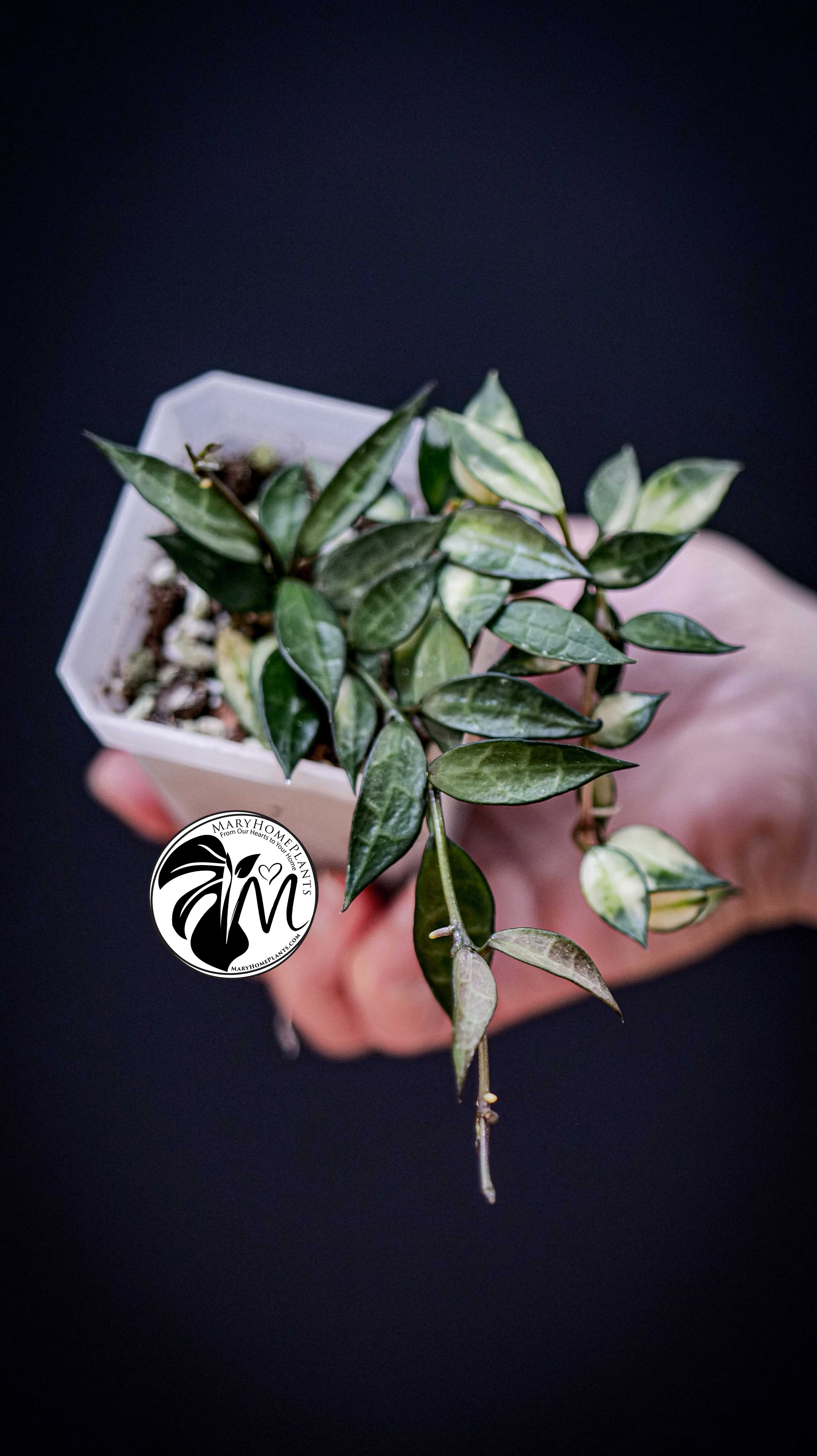 Hoya Lacunosa Inner Variegated
