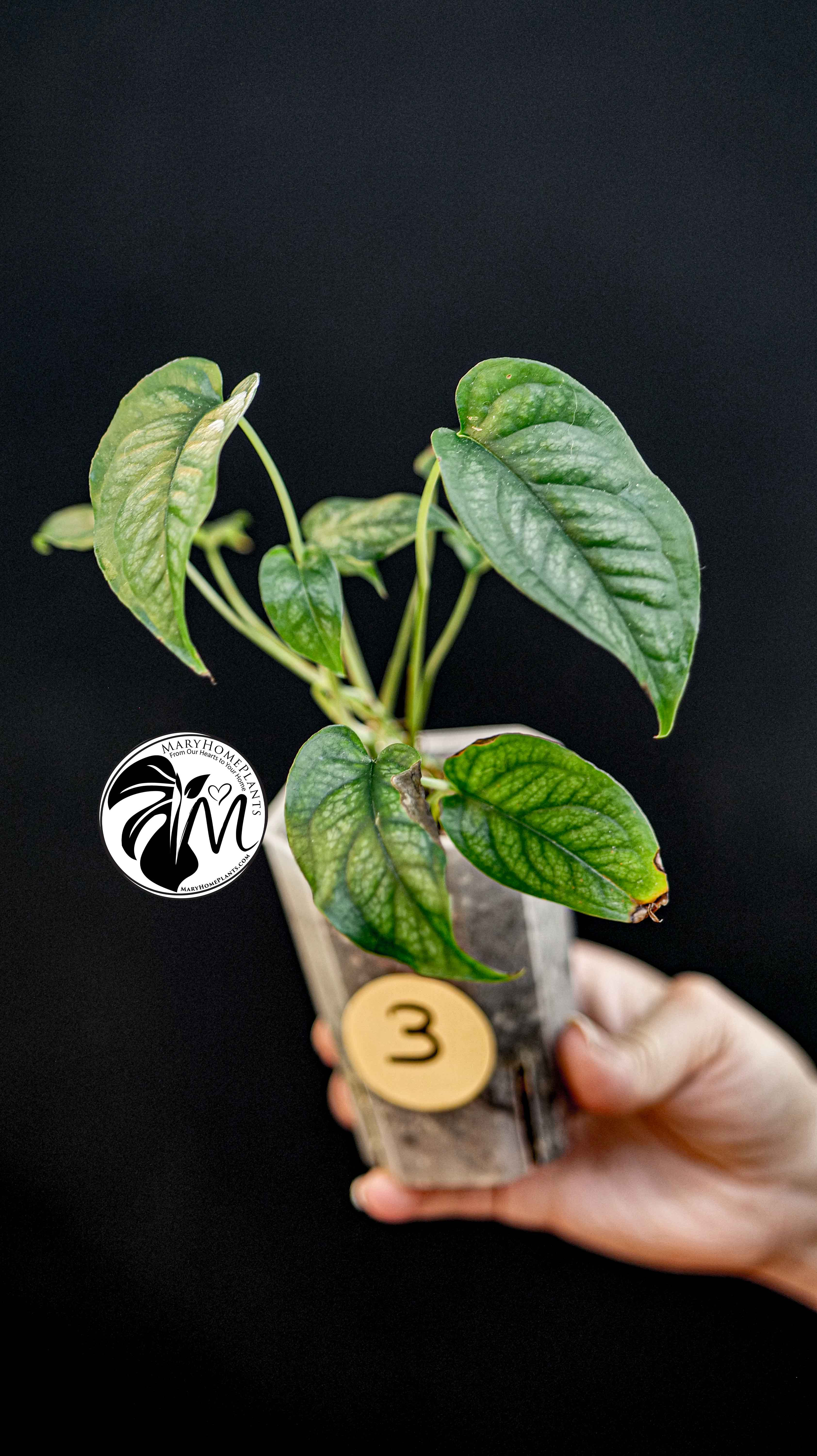 Monstera Siltepecana