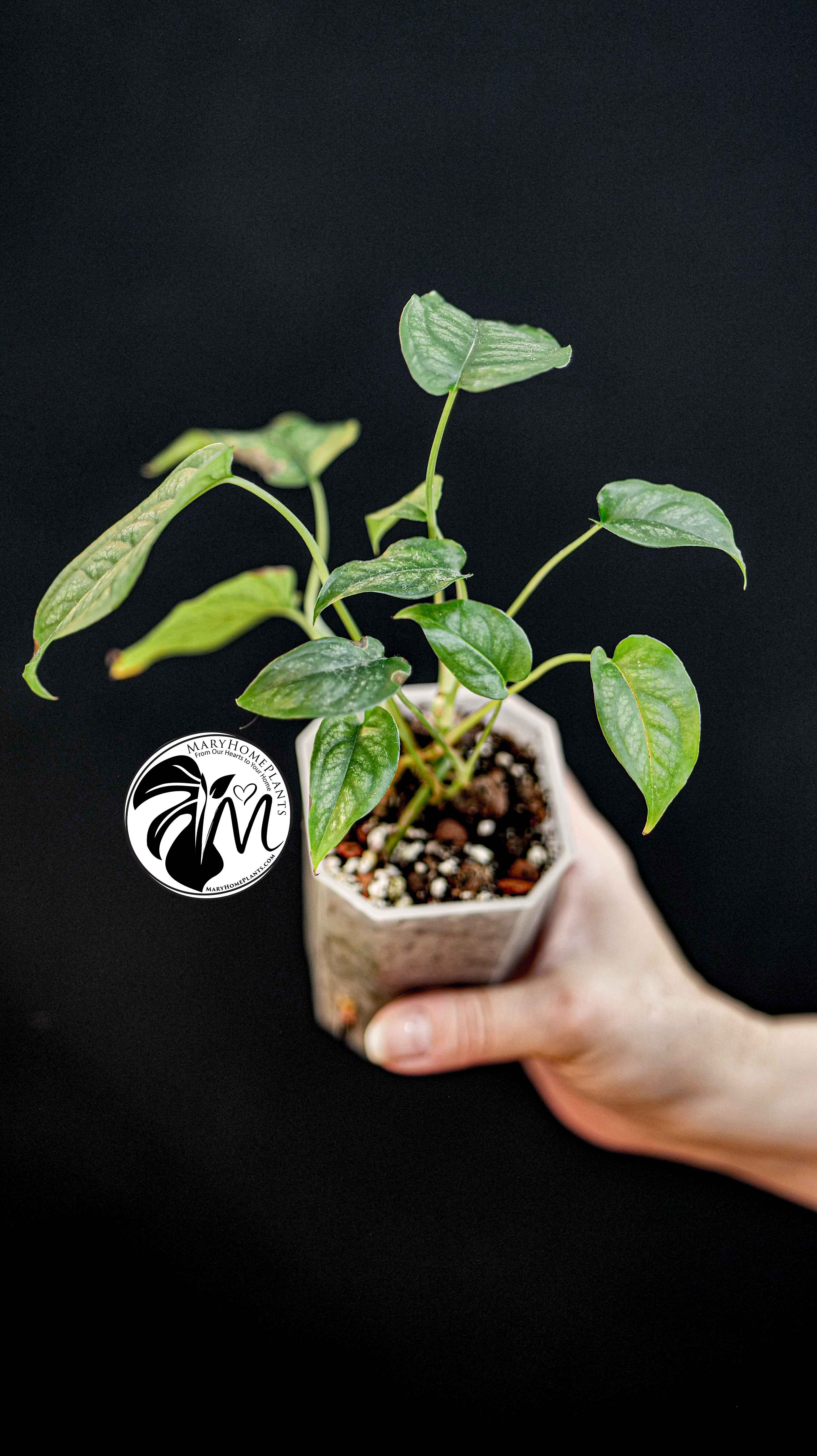Monstera Siltepecana