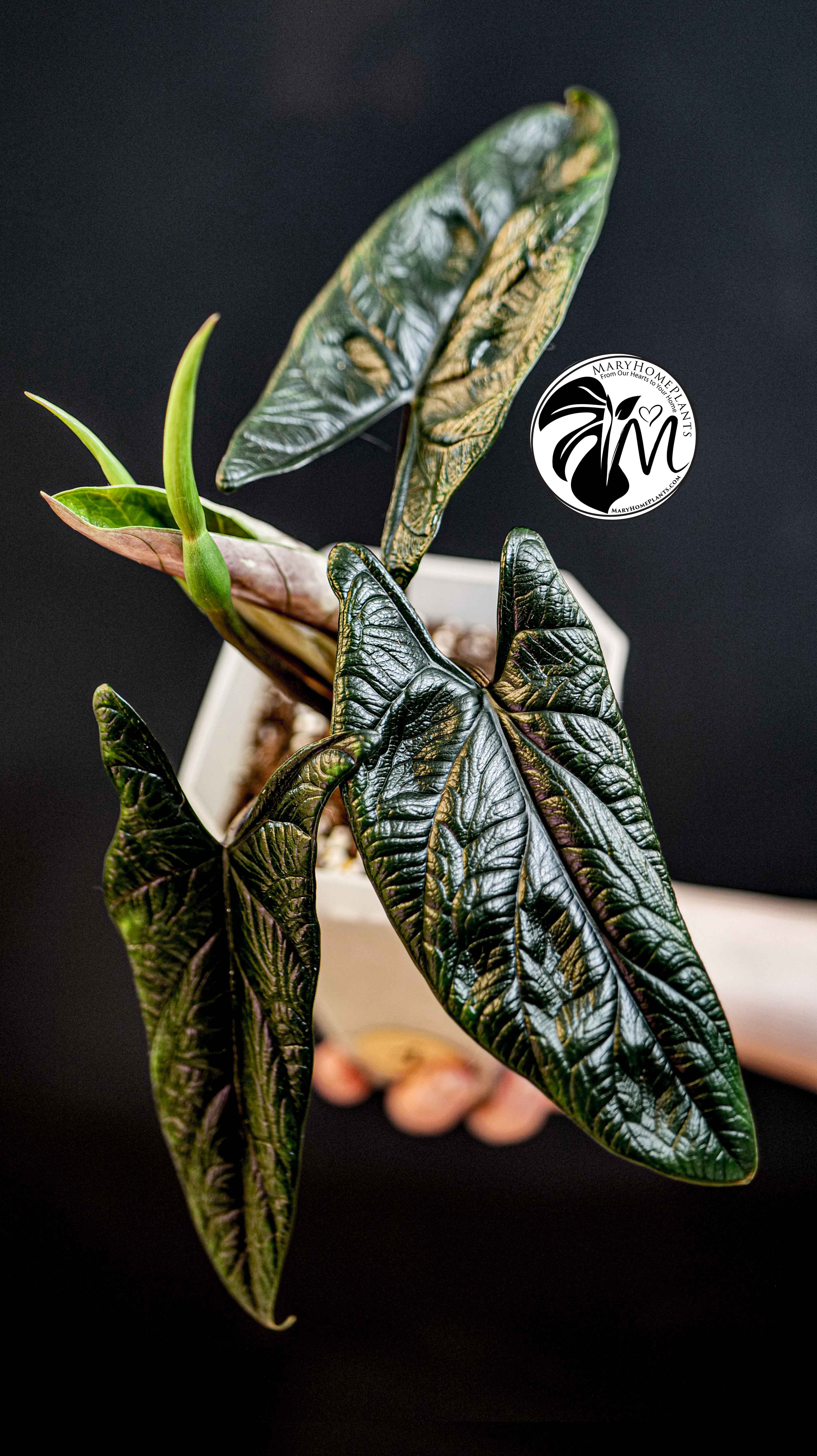 Alocasia Scalprum