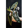 Alocasia Scalprum