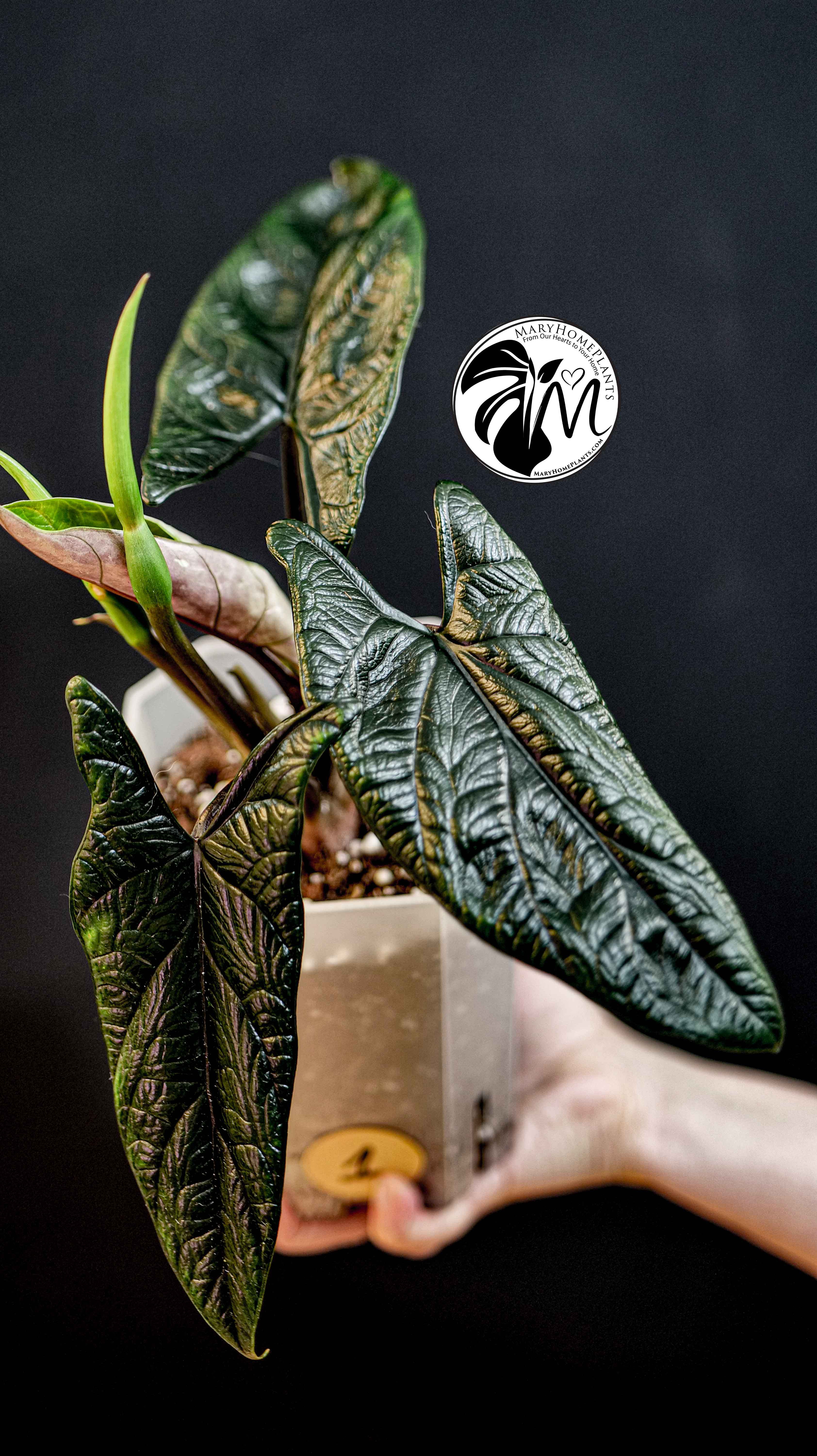 Alocasia Scalprum