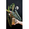 Alocasia Scalprum