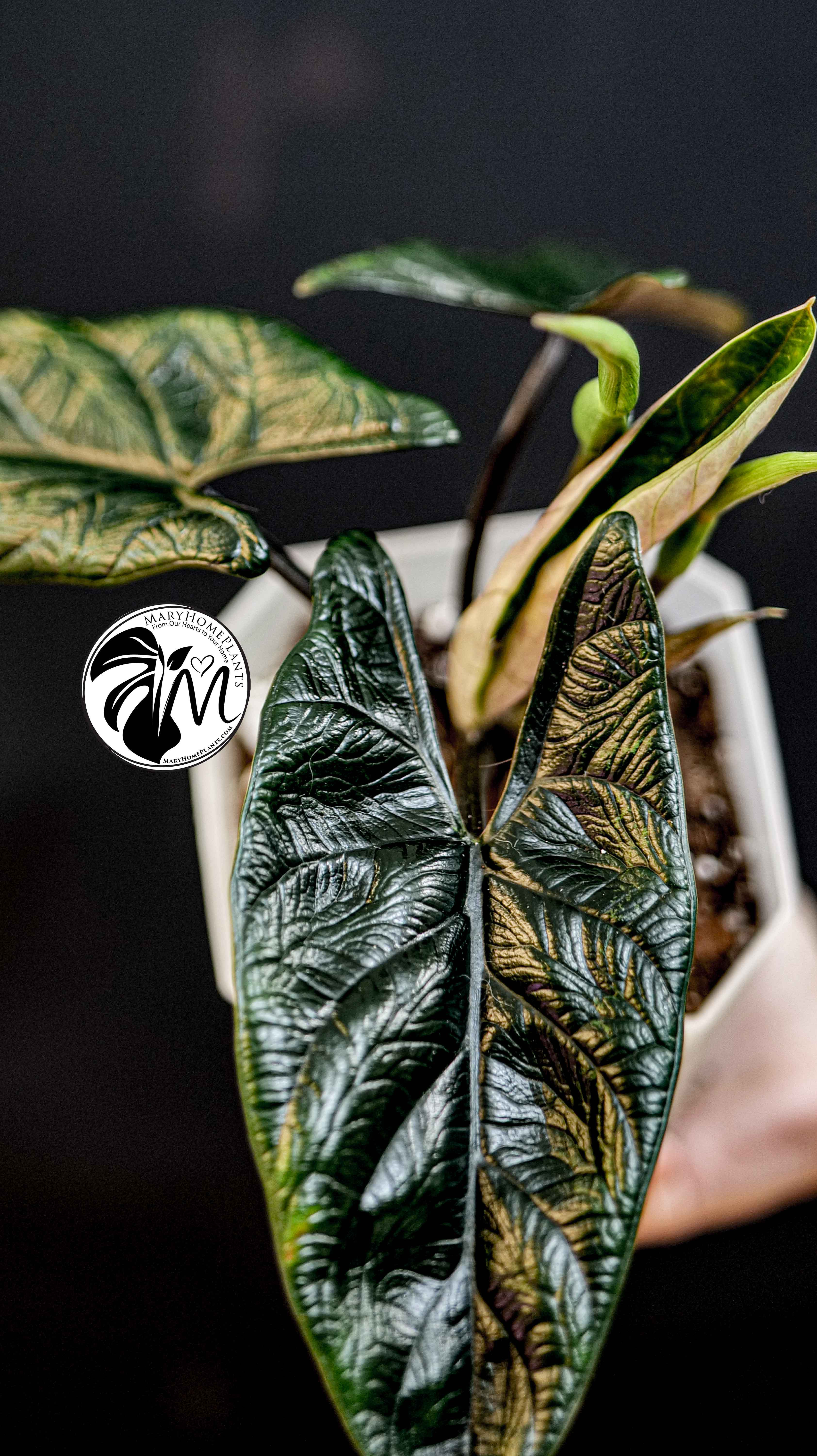 Alocasia Scalprum