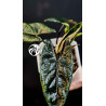 Alocasia Scalprum