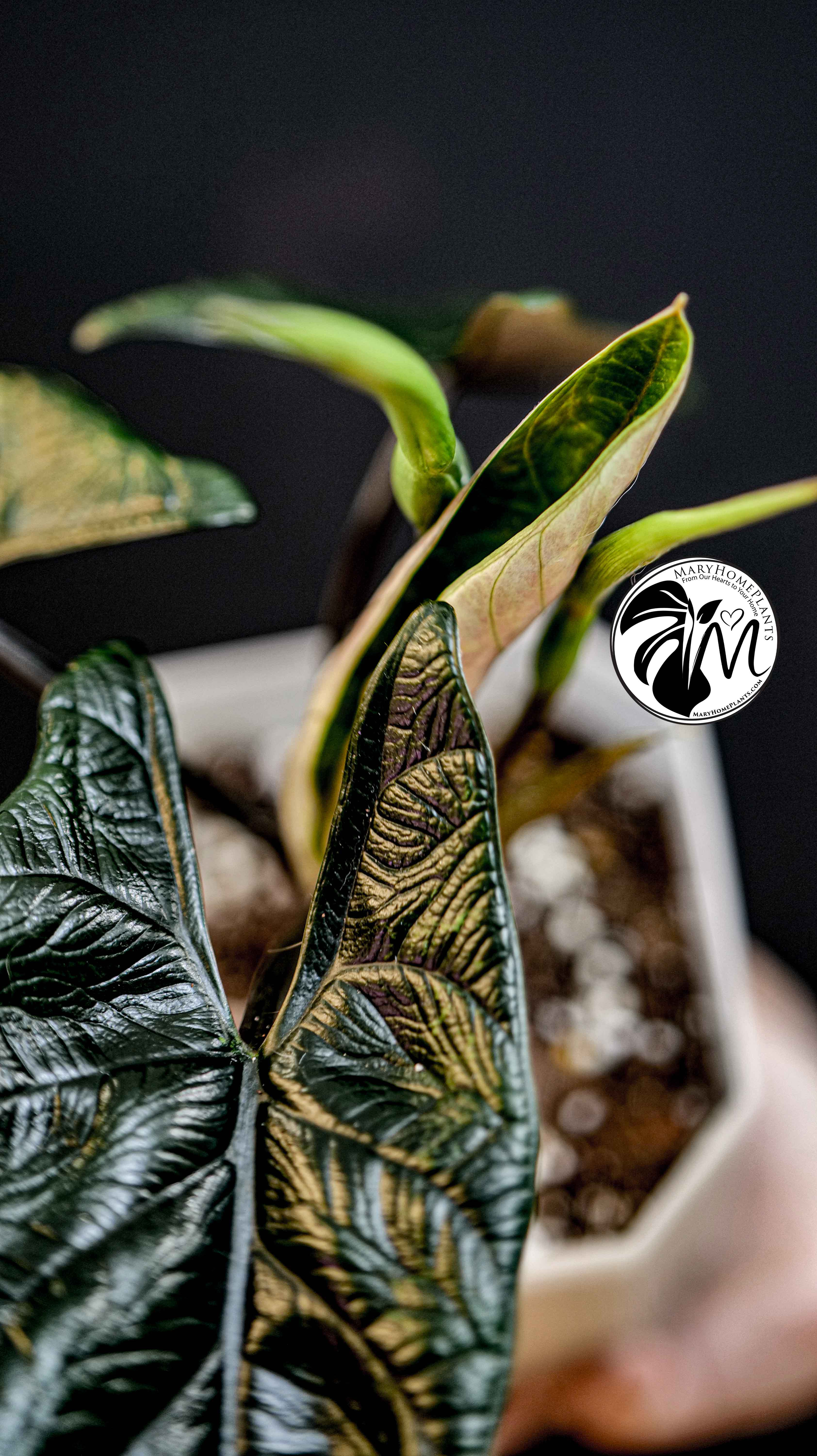 Alocasia Scalprum