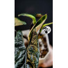 Alocasia Scalprum