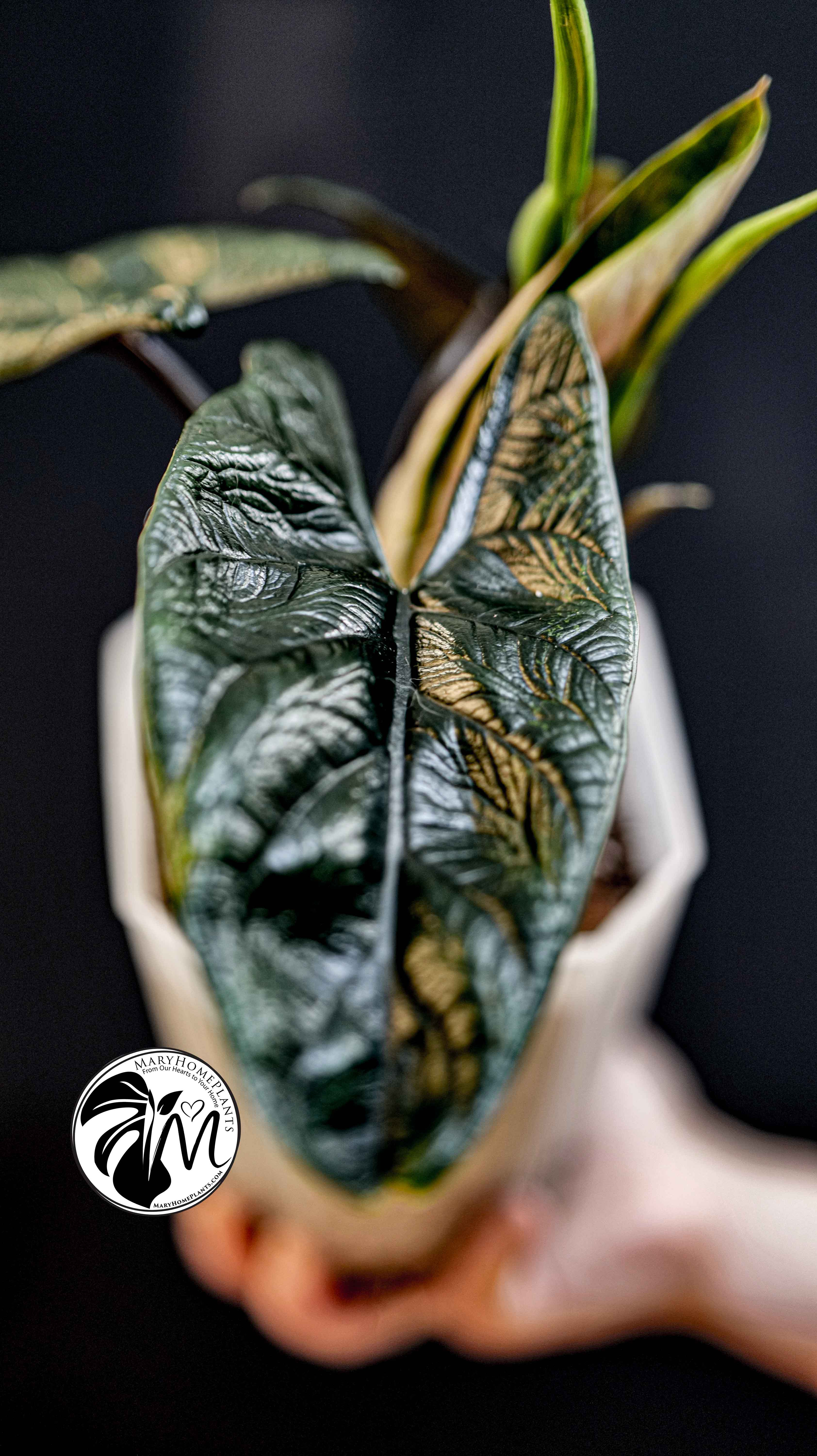 Alocasia Scalprum