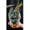 Alocasia Scalprum