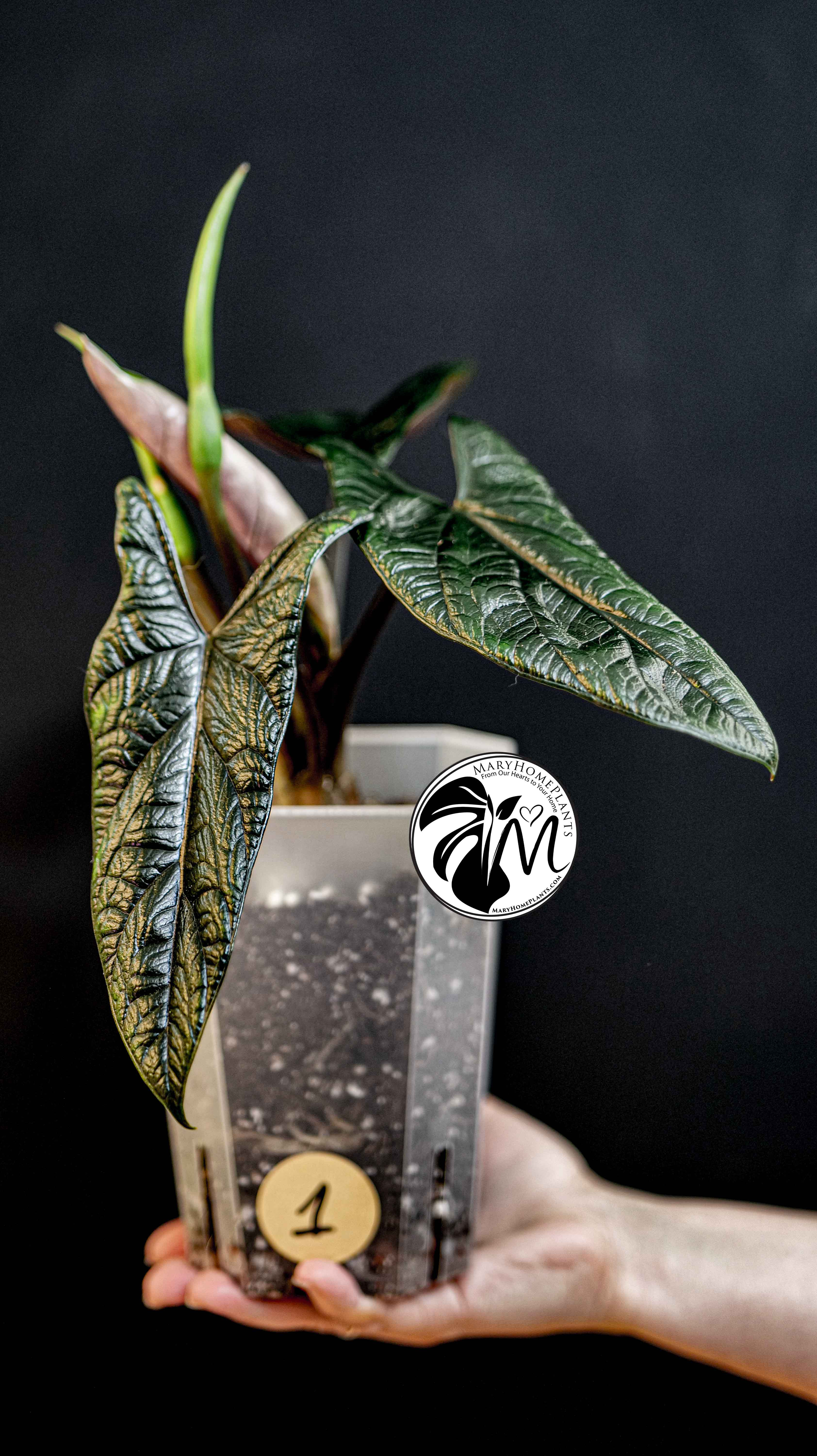 Alocasia Scalprum